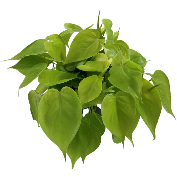 Philodendron Lemon Lime-4" Grower Pot