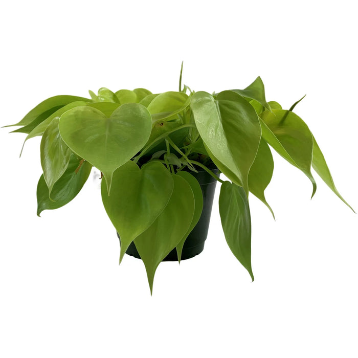 Philodendron Lemon Lime-4" Grower Pot