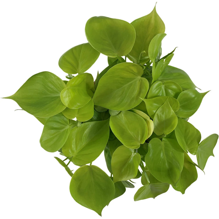 Philodendron Lemon Lime-4" Grower Pot