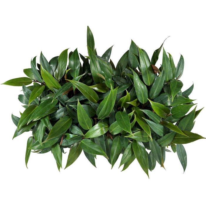 Philodendron Mexicanum Red Black 4" Grower Pot