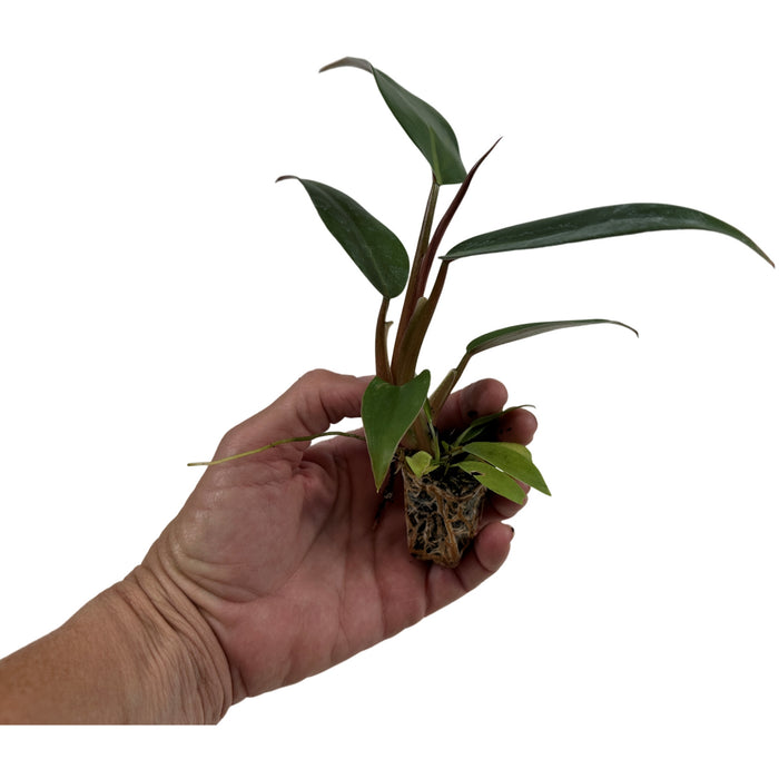 Philodendron Mexicanum Red Black 4" Grower Pot