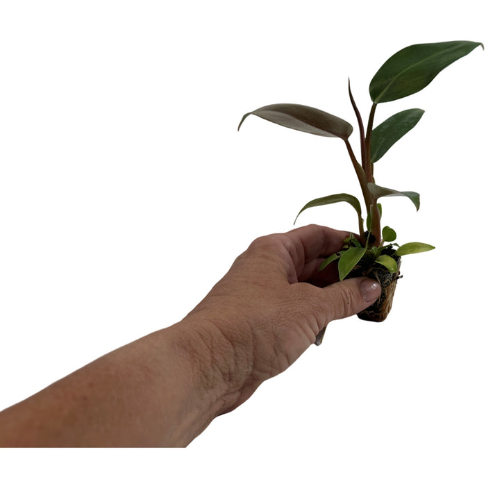 Philodendron Mexicanum Red Black 4" Grower Pot
