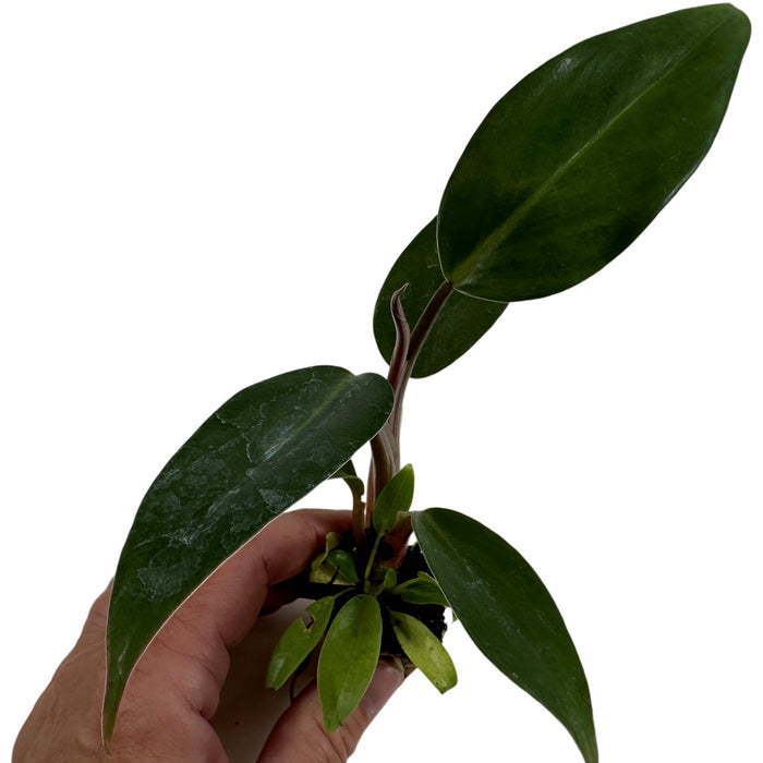 Philodendron Mexicanum Red Black 4" Grower Pot