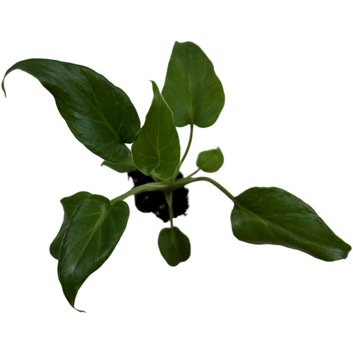 Philodendron Xanadu- Starter Plant or 4" Grower Pot