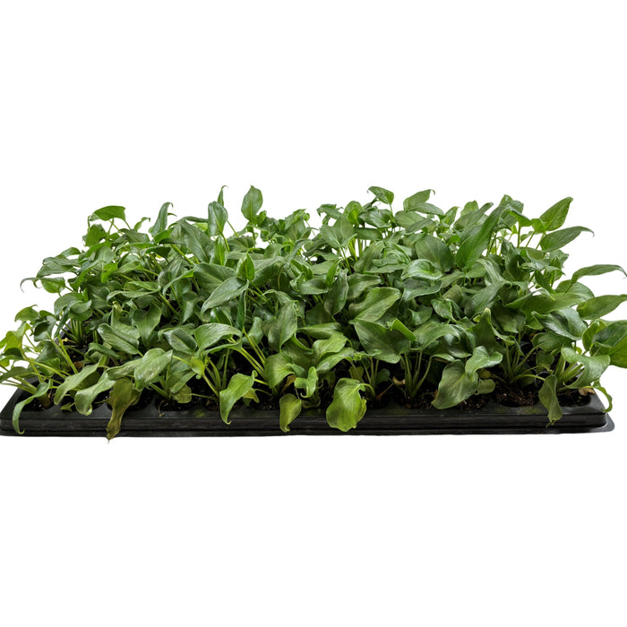 Philodendron Xanadu- Starter Plant or 4" Grower Pot