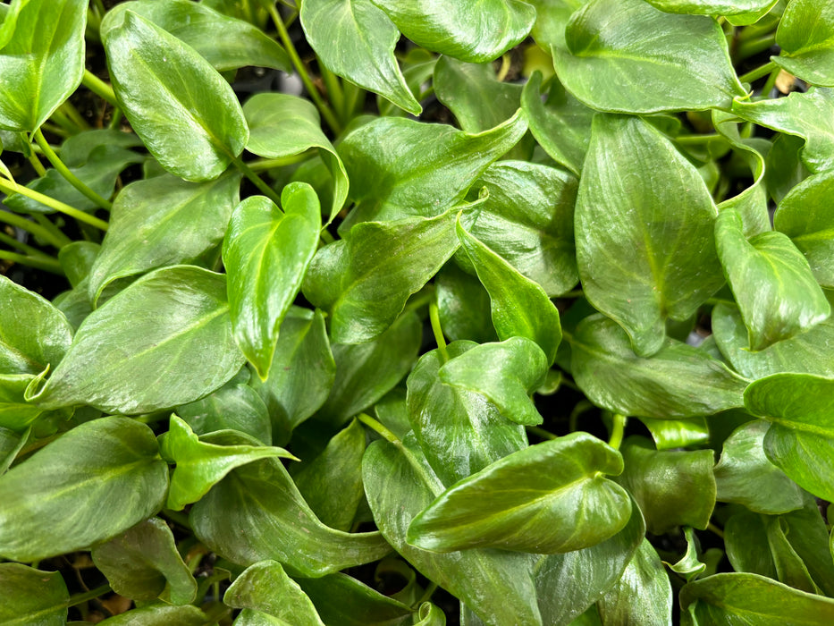 Philodendron Xanadu- Starter Plant or 4" Grower Pot