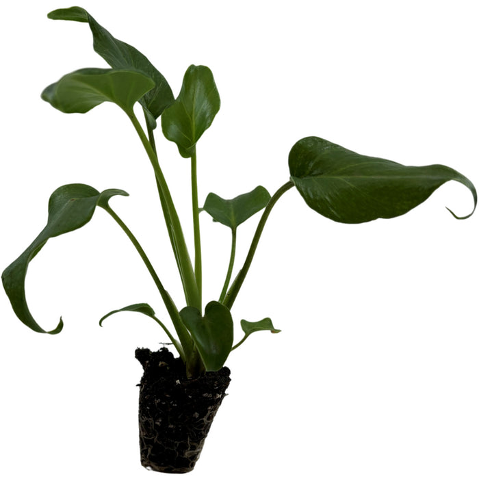 Philodendron Xanadu- Starter Plant or 4" Grower Pot