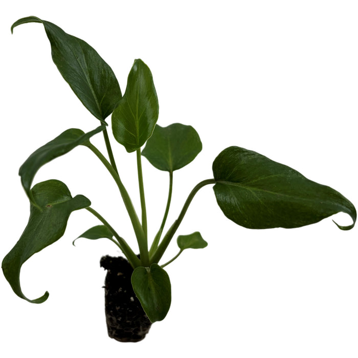 Philodendron Xanadu- Starter Plant or 4" Grower Pot