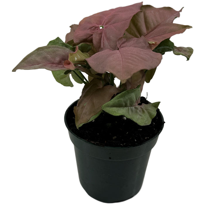 Syngonium Pink Neon Starter Plant or 4" Grower Pot