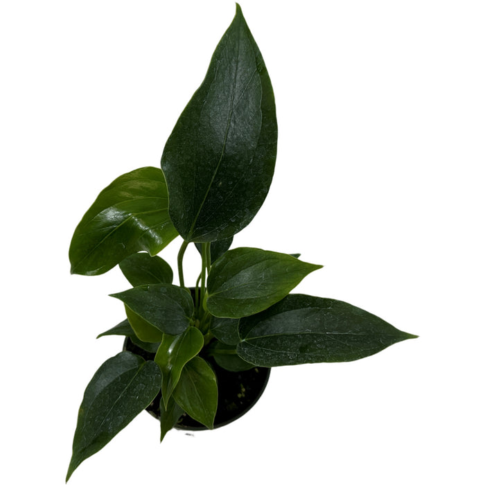 Anthurium Pizzazz- Starter Plant/4" Grower Pot