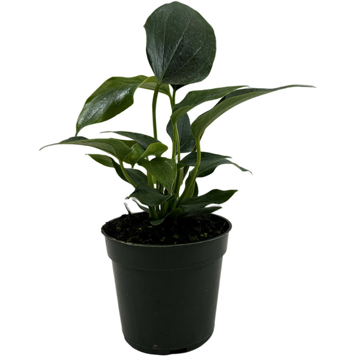 Anthurium Pizzazz- Starter Plant/4" Grower Pot