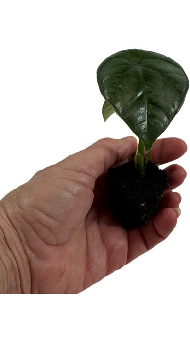 Alocasia Sinuata Quilted Green- Starter Plant or 4" Grower Pot