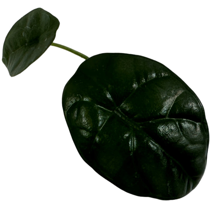 Alocasia Sinuata Quilted Green- Starter Plant or 4" Grower Pot