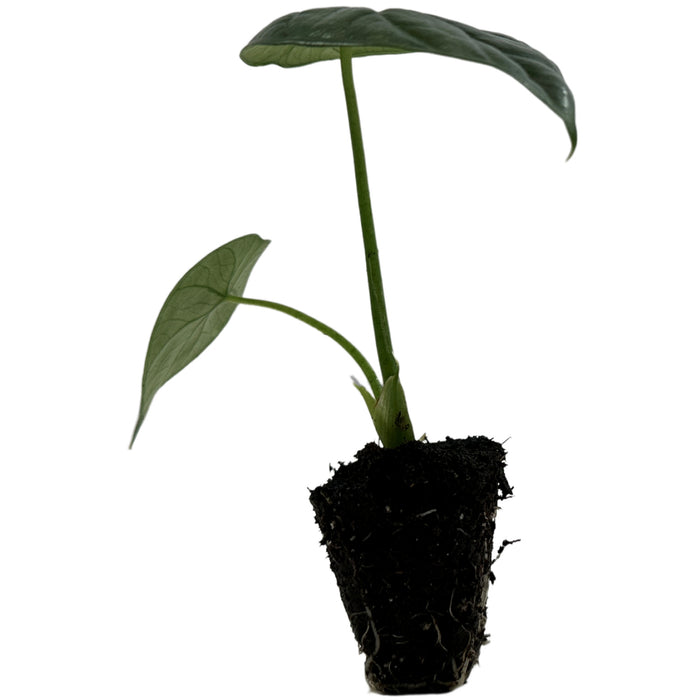 Alocasia Sinuata Quilted Green- Starter Plant or 4" Grower Pot