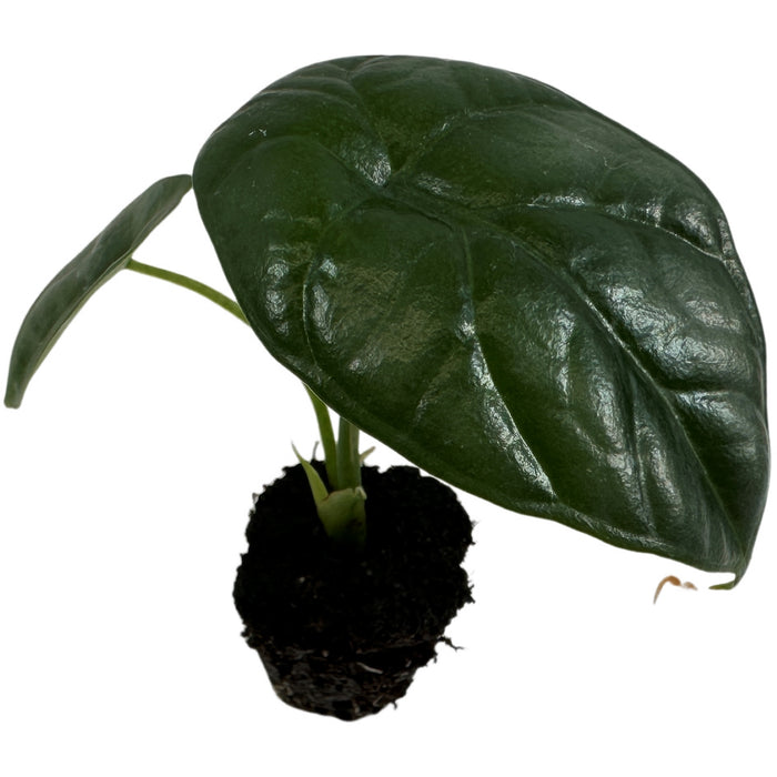 Alocasia Sinuata Quilted Green- Starter Plant or 4" Grower Pot