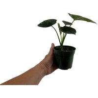 Alocasia Sinuata Quilted Green- Starter Plant or 4" Grower Pot