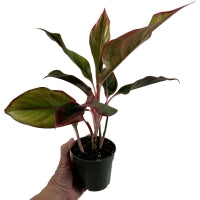 Aglaonema Red Creta 4" Grower Pot