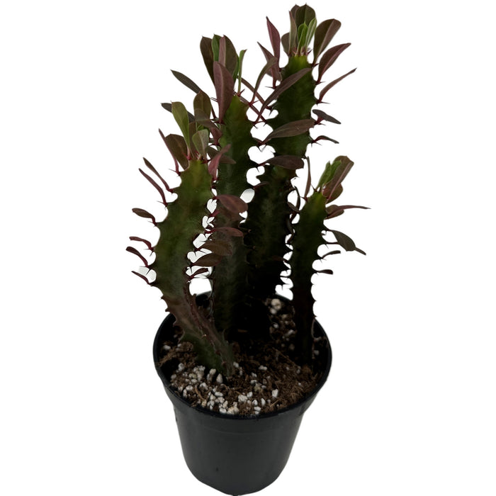 Euphorbia Red Trigonia 4" Grower Pot