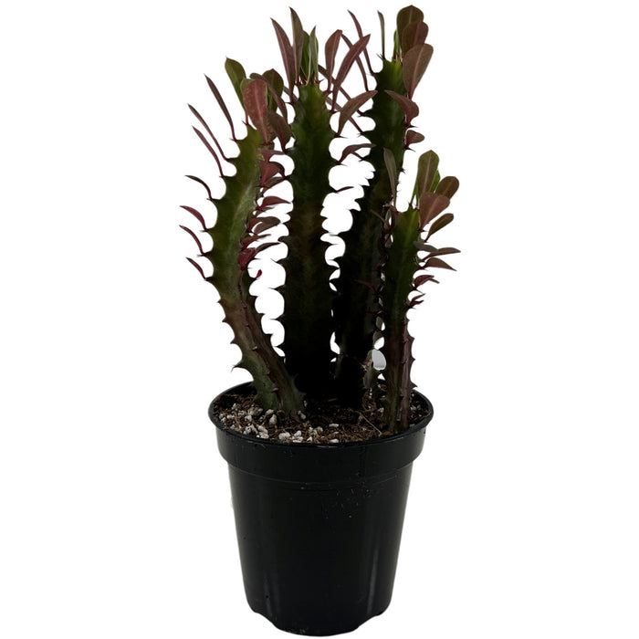 Euphorbia Red Trigonia 4" Grower Pot