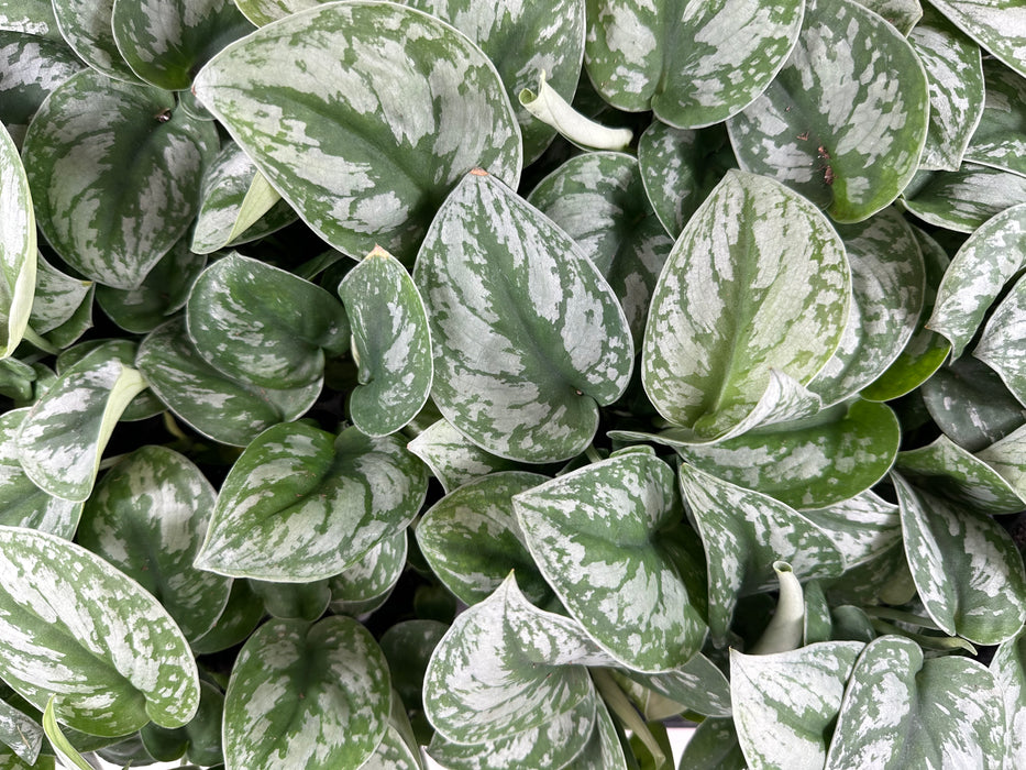 Scindapsus Pictus "Exotica"-Starter Plant/4" Grower Pot