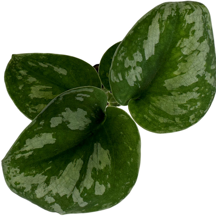Scindapsus Pictus "Exotica"-Starter Plant/4" Grower Pot