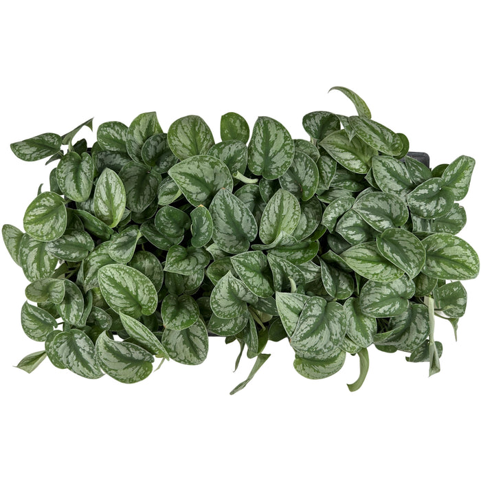 Scindapsus Pictus "Exotica"-Starter Plant/4" Grower Pot