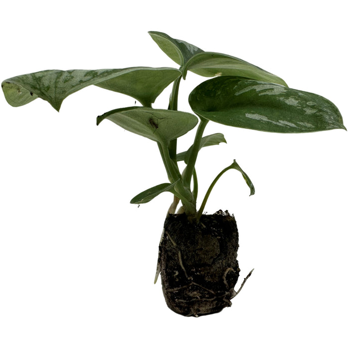 Scindapsus Pictus "Exotica"-Starter Plant/4" Grower Pot