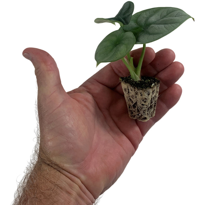 Alocasia Silver Dragon Baginda