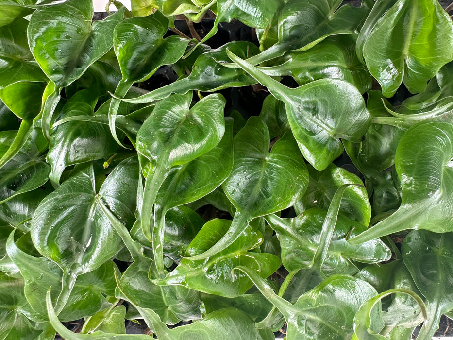 Alocasia Stingray-Starter Plant/4" Grower Pot