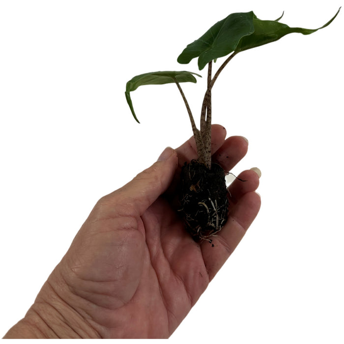 Alocasia Stingray-Starter Plant/4" Grower Pot