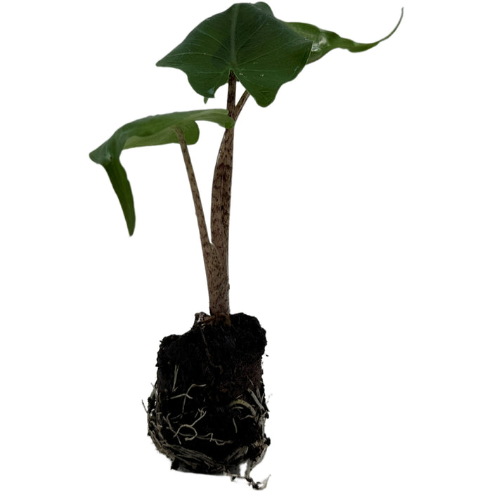 Alocasia Stingray-Starter Plant/4" Grower Pot