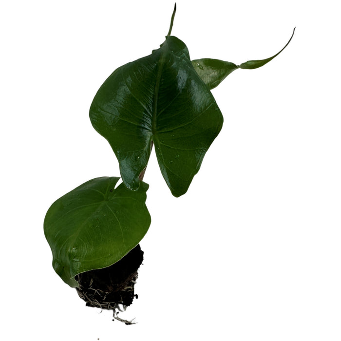 Alocasia Stingray-Starter Plant/4" Grower Pot
