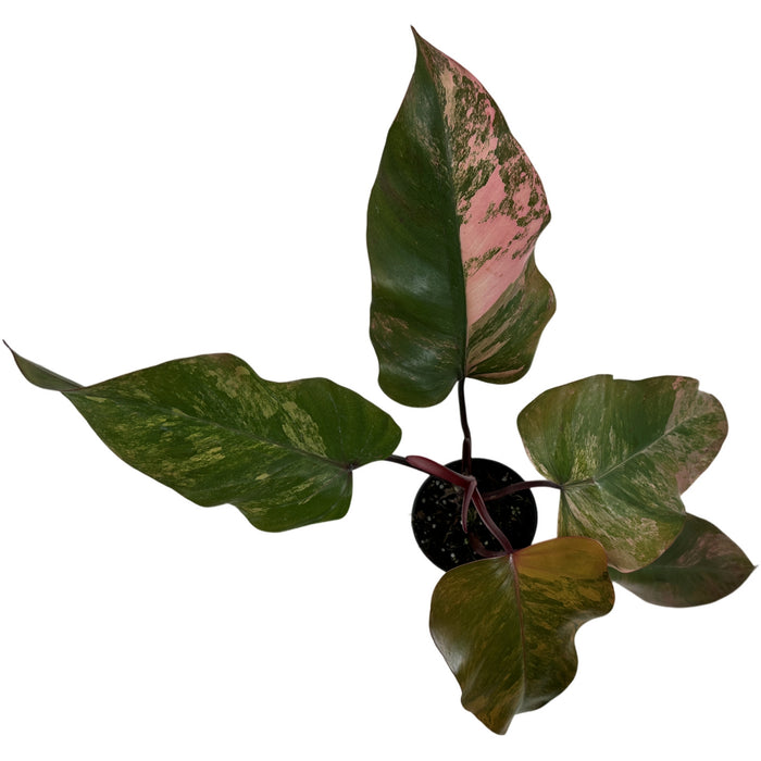 Philodendron Strawberry Shake- 4" Grower Pot- Exact Plant as Shown