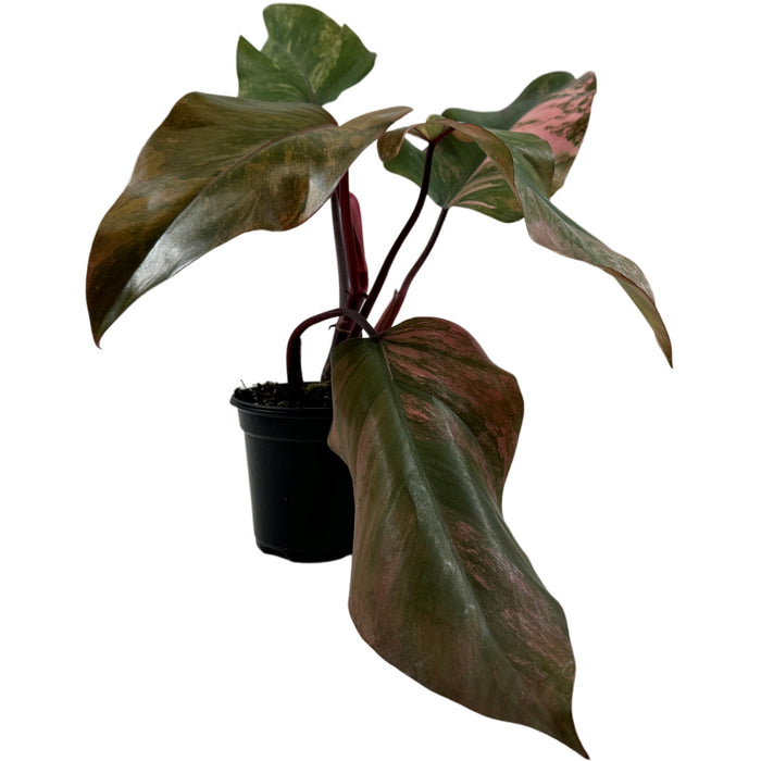 Philodendron Strawberry Shake- 4" Grower Pot- Exact Plant as Shown