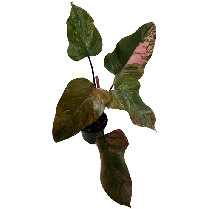 Philodendron Strawberry Shake- 4" Grower Pot- Exact Plant as Shown