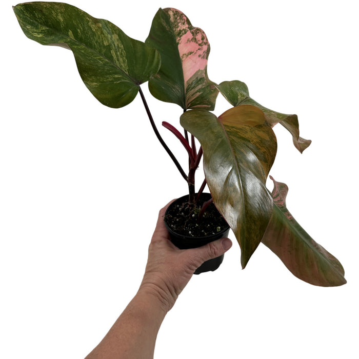 Philodendron Strawberry Shake- 4" Grower Pot- Exact Plant as Shown