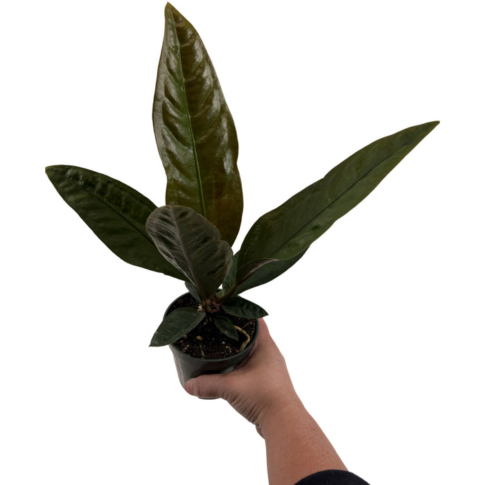 Anthurium Superbum-4" Grower Pot