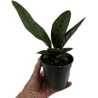 Anthurium Superbum-4" Grower Pot