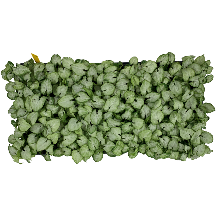 Synogonium Moonshine-Starter Plant/4" Grower Pot