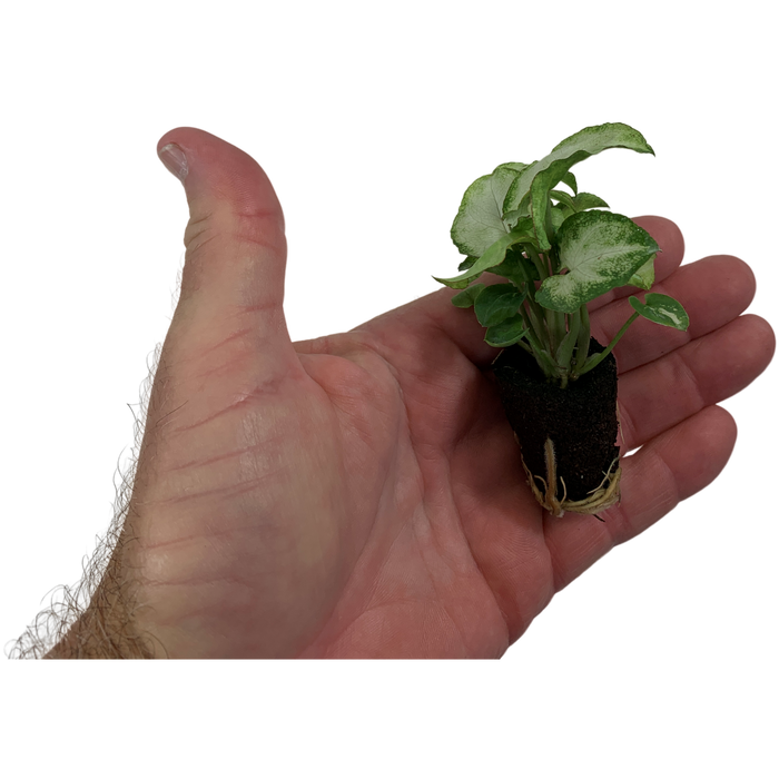 Synogonium Moonshine-Starter Plant/4" Grower Pot