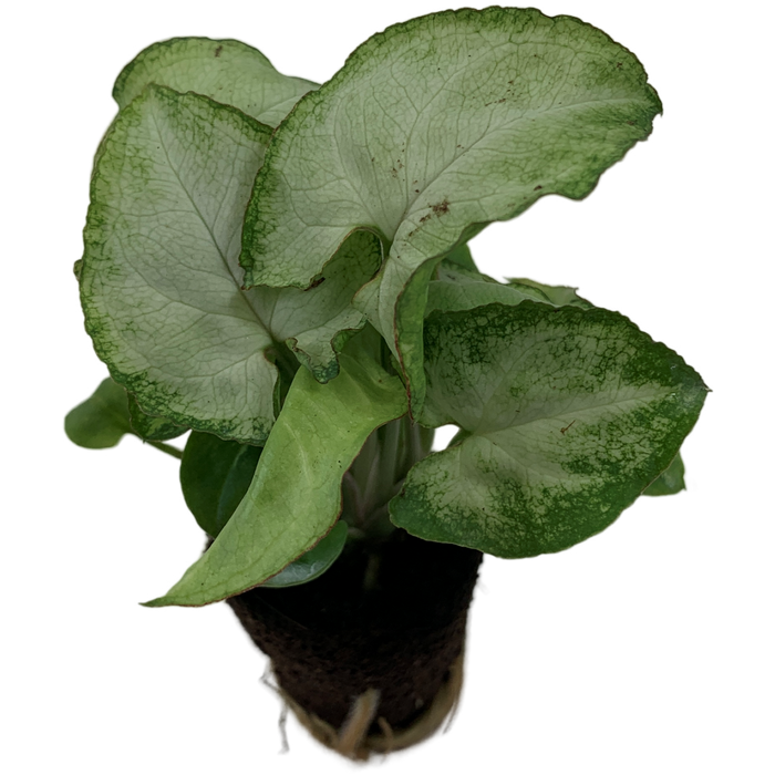 Synogonium Moonshine-Starter Plant/4" Grower Pot