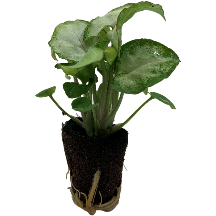 Synogonium Moonshine-Starter Plant/4" Grower Pot