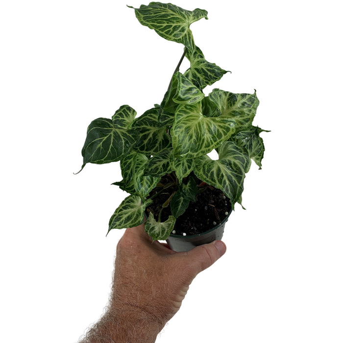 Syngonium Batik Starter Plant or 4" Grower Pot