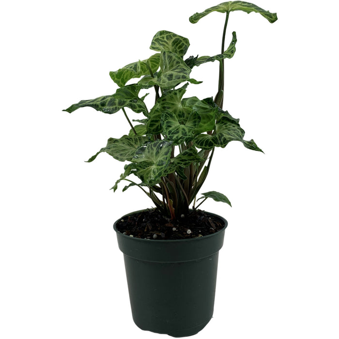 Syngonium Batik Starter Plant or 4" Grower Pot