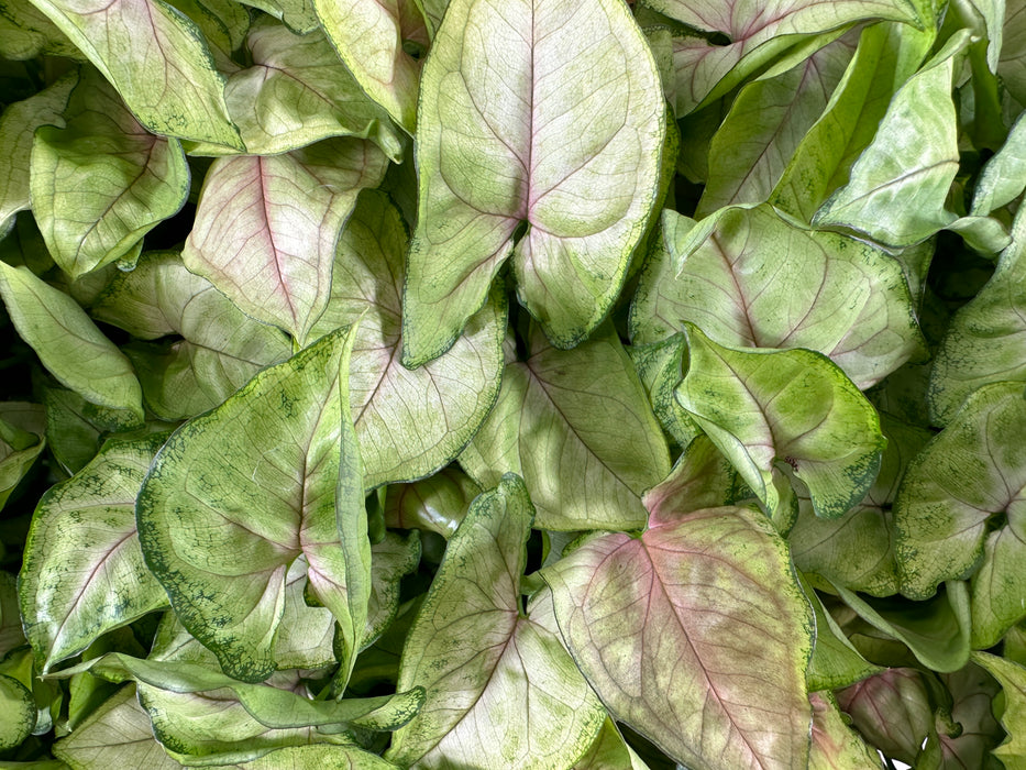 Syngonium Bright Allusion Starter Plant or 4" Grower Pot