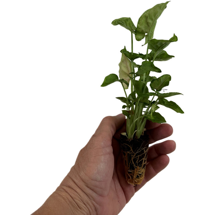Syngonium Bright Allusion Starter Plant or 4" Grower Pot