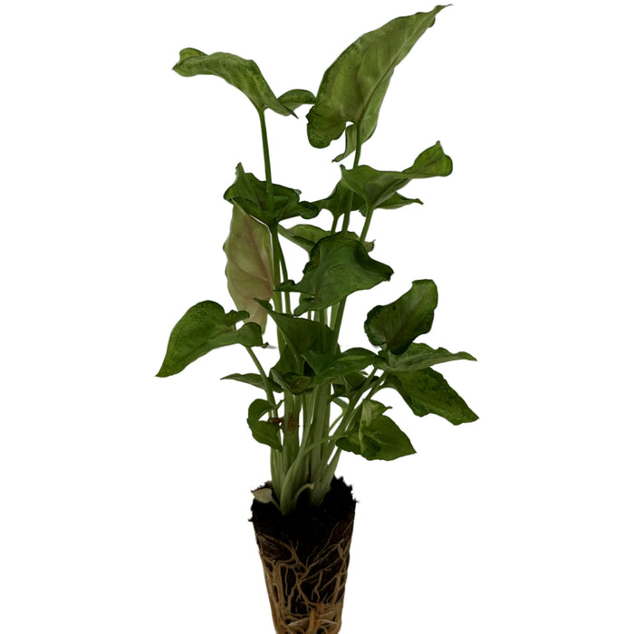 Syngonium Bright Allusion Starter Plant or 4" Grower Pot
