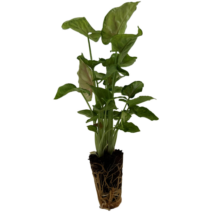 Syngonium Bright Allusion Starter Plant or 4" Grower Pot