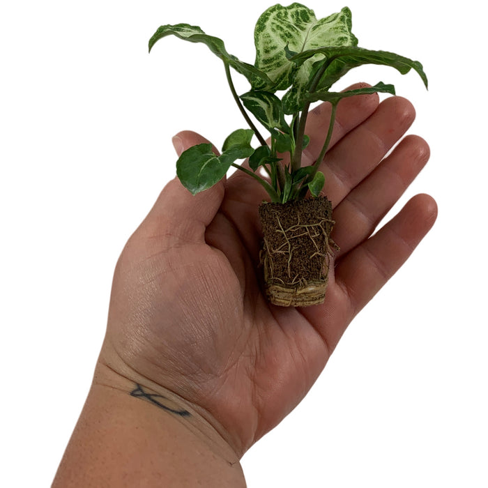 Syngonium  Podophyllum Glo Go -Starter Plant/4" Grower Pot