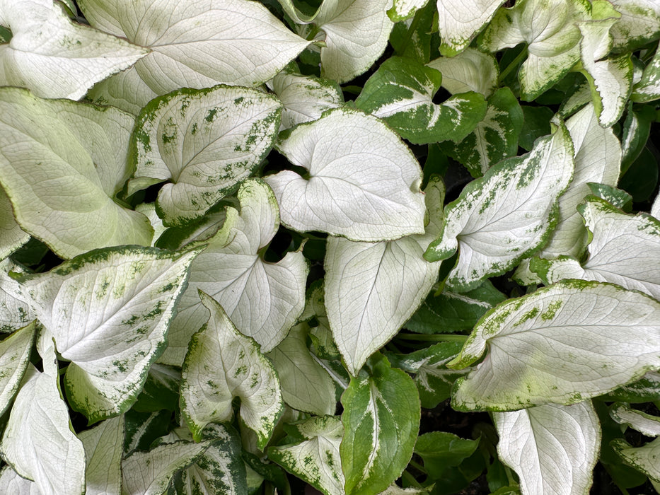 Syngonium Holly M Starter Plant or 4" Grower Pot